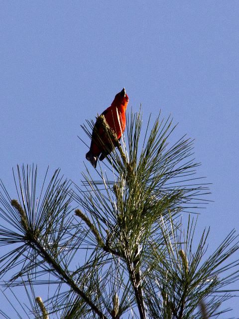 Scarlet Tanager, Johns River Road, Blowing Rock